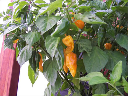 Red Savina Habaneros