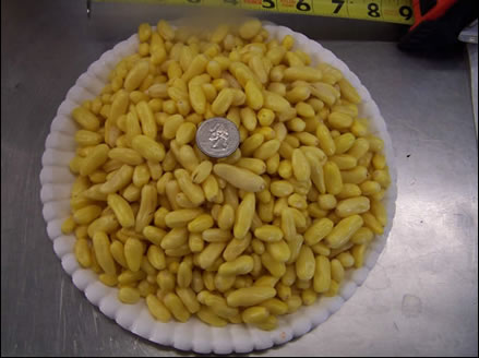 Peruvian White Habanero chiles