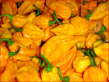 Image of Pure Evil Capsaicin peppers